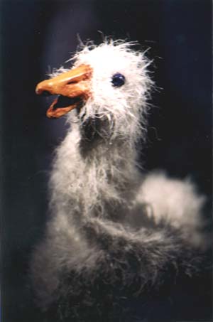 Gans Adele Gans Adele
